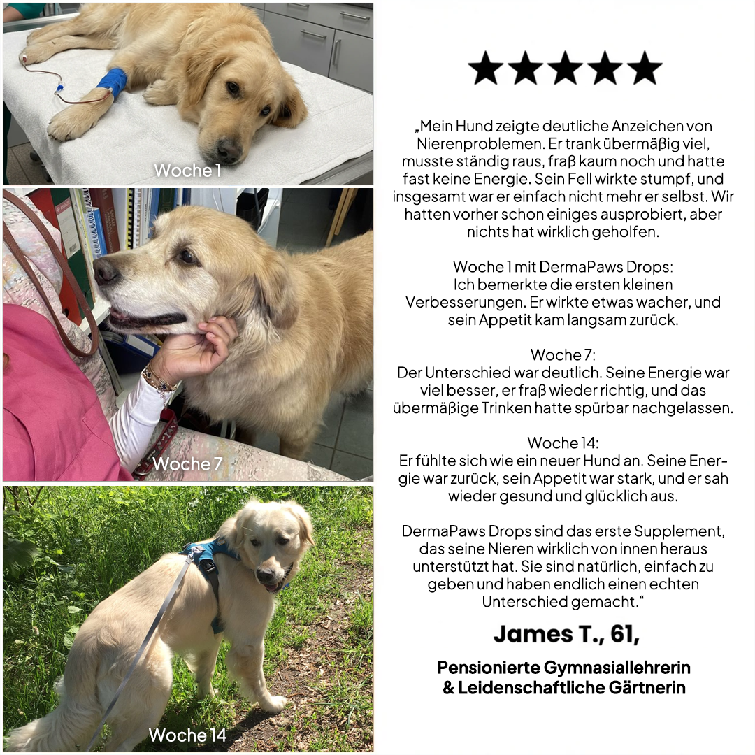 DermaPaws – Von Tierärzten empfohlene Tropfen zur Unterstützung der Nierenfunktion &  Linderung von Juckreiz
